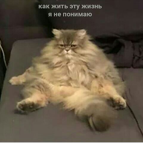 КВК ЖИТЬ ЭТУ ЖИЗНЬ Я не понимаю