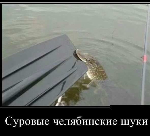 Суровые челябинские щуки