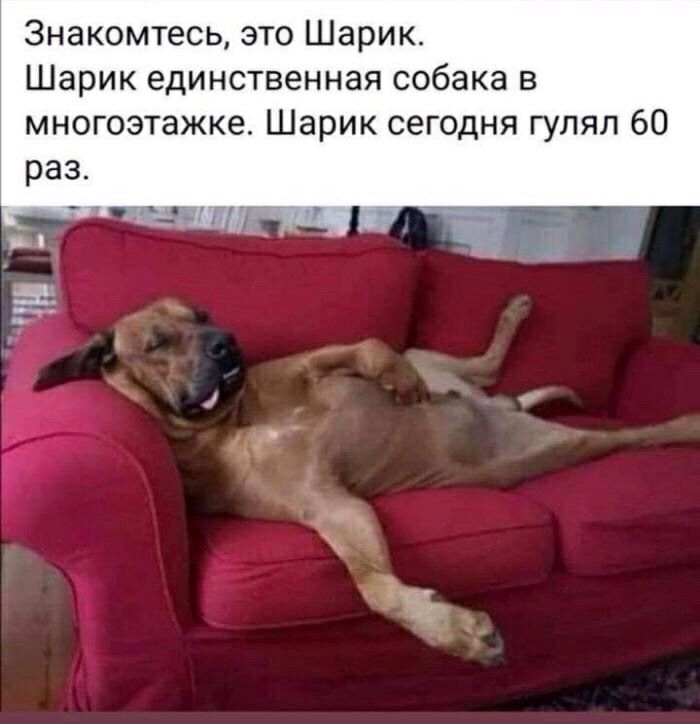 Знакомтесь это Шарик Шарик единственная собака в многозтажке Шарик сегодня гулял 60