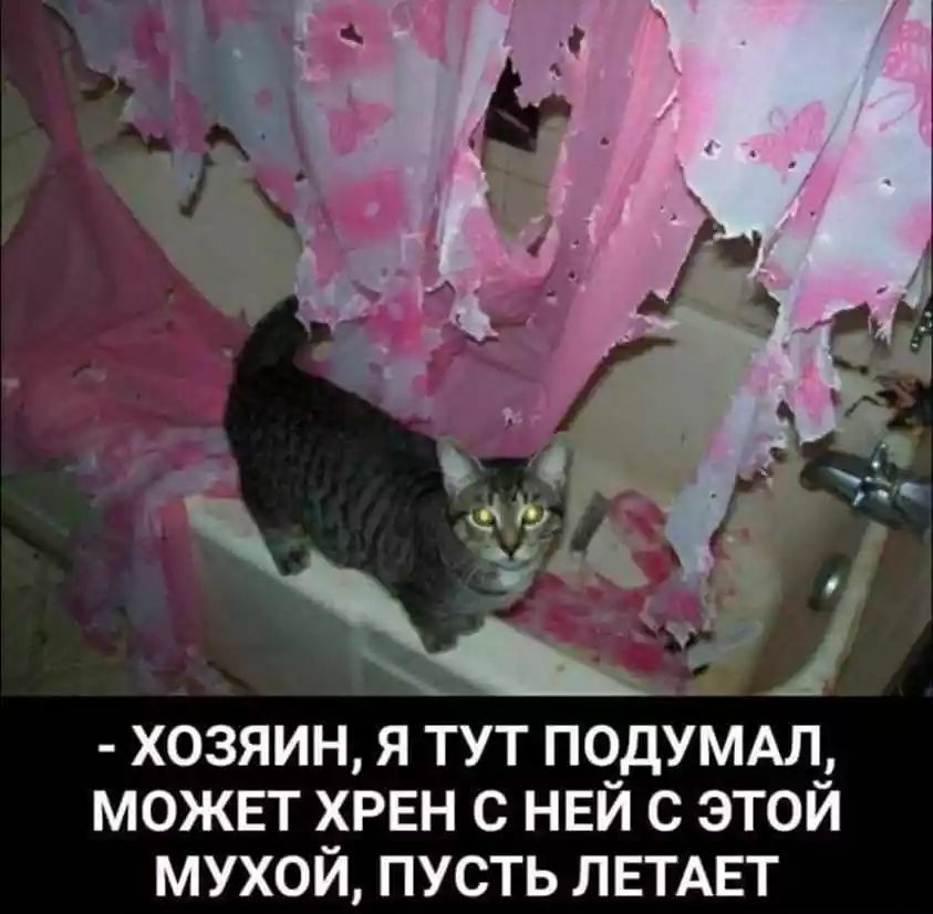 ХОЗЯИН Я ТУТ ПОДУМАЛ МОЖЕТ ХРЕН С НЕЙ С ЭТОЙ МУХОЙ ПУСТЬ ЛЕТАЕТ