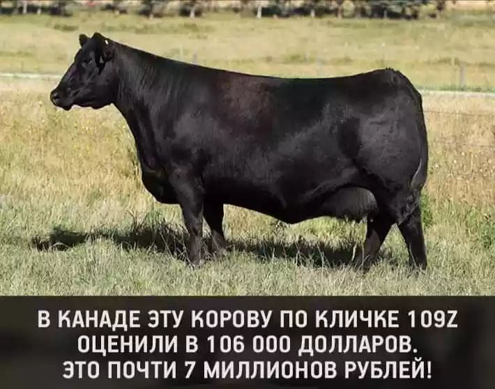 В КАНАДЕ ЭТУ КОРОВУ ПО КЛИЧНЕ 1092 ОЦЕНИЛИ В 106 ООО ДОЛЛАРОВ ЭТО ПОЧТИ 7 МИЛЛИОНОВ РУБЛЕИ