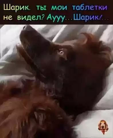 Шарик ты мои таблетки не видел Аууу Шариш 5