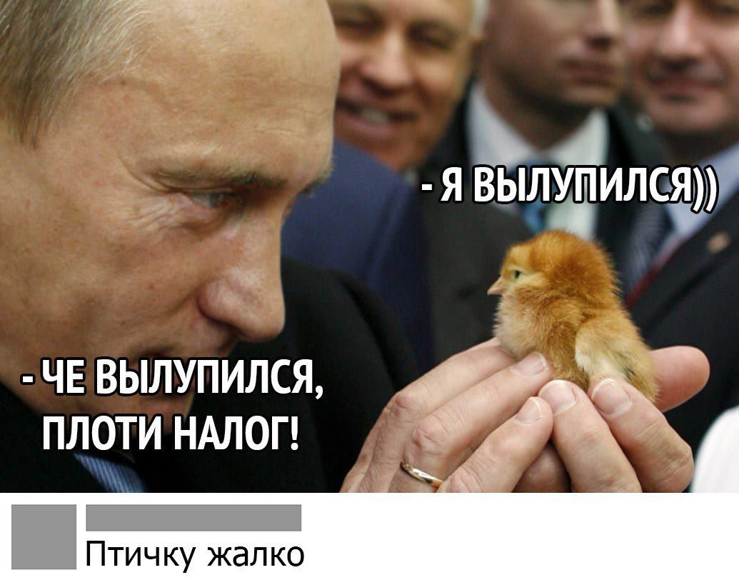 чв вылупился плоти НАЛОГ Ё Птичку жалко