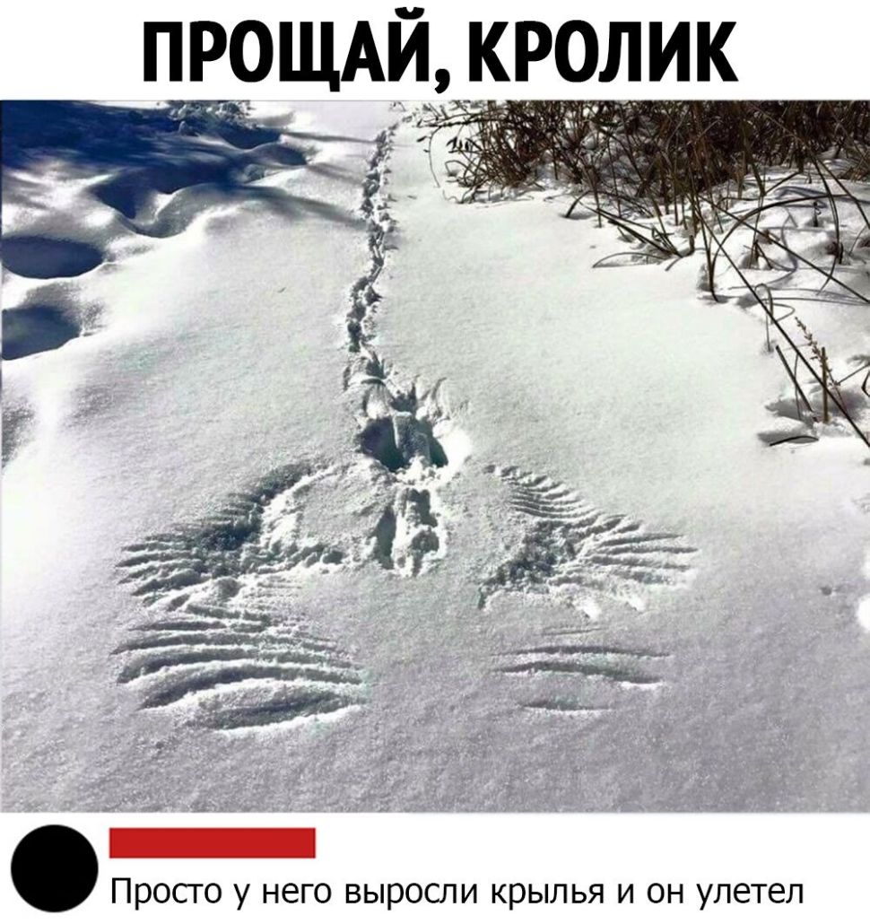 ПР9ЩАЙ кролик Просго у него выросли крылья и он улетел