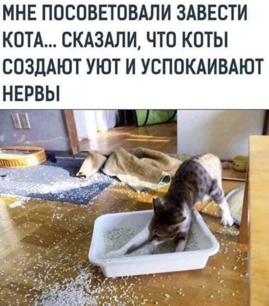 МНЕ ПОСОВЕТОВАЛИ ЗАВЕСТИ КОТА СКАЗАЛИ ЧТО КОТЫ СОЗДАЮТ УЮТ И УСПОКАИВАЮТ НЕРВЫ