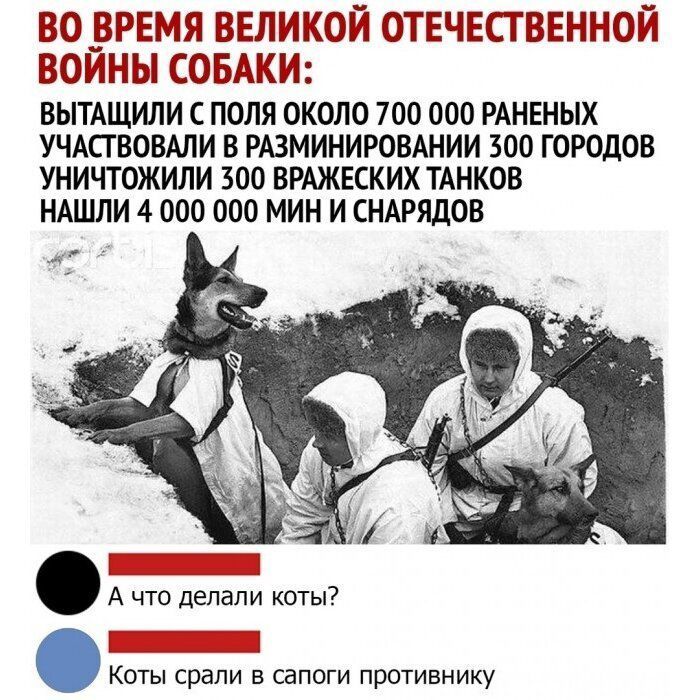 ВОБРЕМЯ ВЕЛИКОЙ ОТЕЧЕСТВЕННОЙ ВОЙНЫ СОБАКИ ВЫТАЩИЛИ С ПОЛЯ ОКОЛО 700 000 РАНЕНЫХ УЧАСТВОВАЛИ В РАЗМИНИРОВАНИИ 300 ГОРОДОВ УНИЧТОЖИЛИ 300 ВРАЖЕСКИХ ТАНКОВ НАШЛИ 4 000 000 МИН И СНАРЯДОВ А что делали коты Коты срали в сапоги противнику