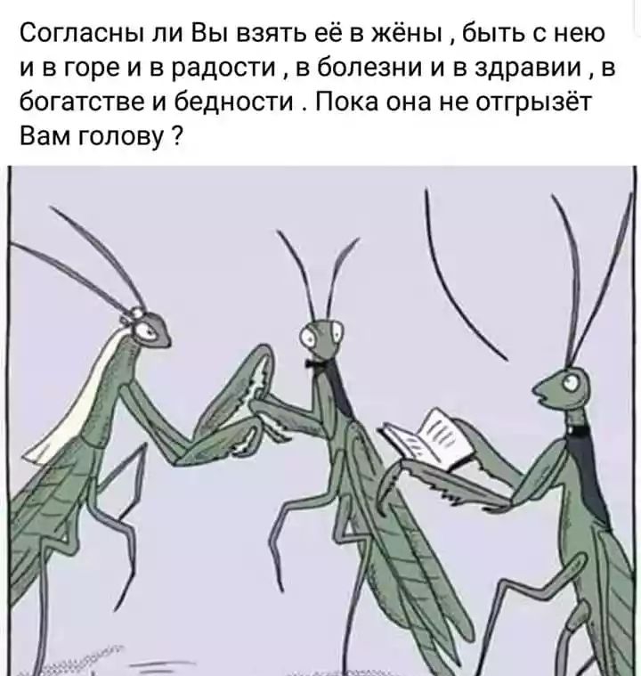 Согласны ли Вы взять её в жёны быть с нею и в горе и в радости в болезни и в здравии в богатстве и бедности Пока она не отгрызёт Вам голову