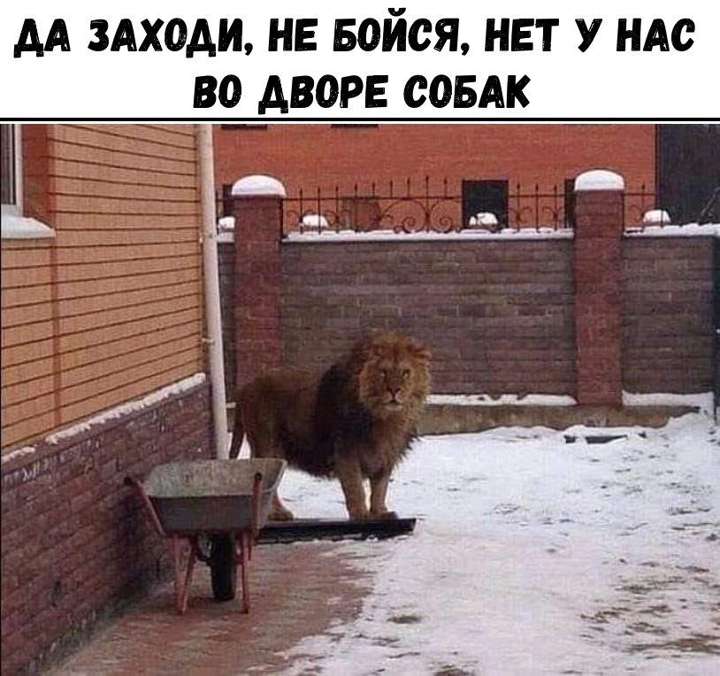 АА ЗАХОДИ НЕ БОЙСЯ НЕТ У НАО ВО АВОРЕ СОБАК