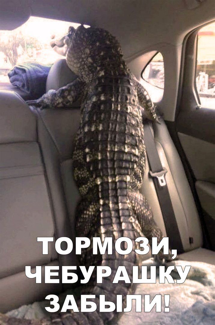 ШП В
