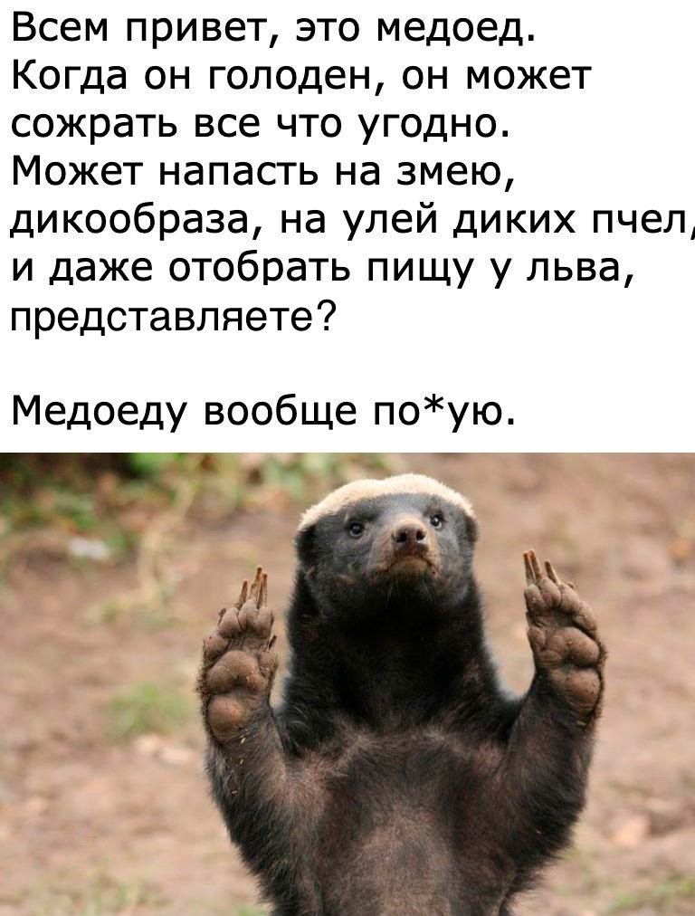 Всем привет это медоед Когда он голоден он может сожрать все что угодно Может напасть на змею дикообраза на улей диких пчел и даже отобрать пищу у льва представляете Медоеду вообще поую Т ц г