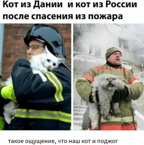 Кот из дании и кот из России ПОСЛЕ спасения ИЗ пожара такое ощущение что наш кот и поджог