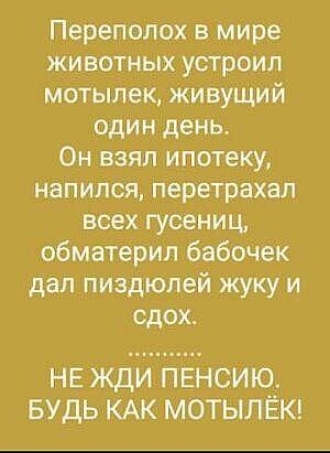 Переполох в мире животных устроил мотылек живущий один день Он взял ипотеку напился перетрахал всех гусениц обматерил бабочек дал пиздюпей жуку и сдох НЕ ЖДИ ПЕНСИЮ БУДЬ КАК МОТЫЛЁК