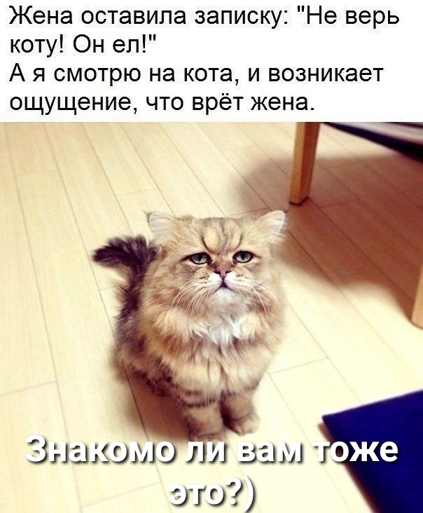 Жена оставила записку Не верь коту Он ел А я смотрю на кота и возникает ощущение что врёт жена Зэзазяомо и вам шо