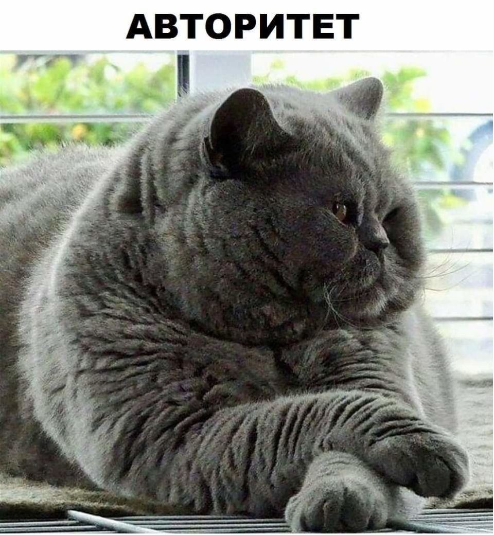 АВТОРИТЕТ