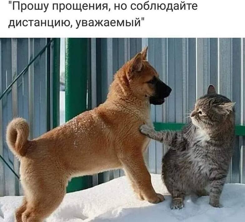 Прошу прощения но соблюдайте дистанцию уважаемый
