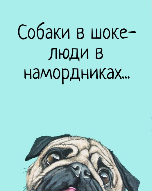 Собаки в шоке люди в намордниках