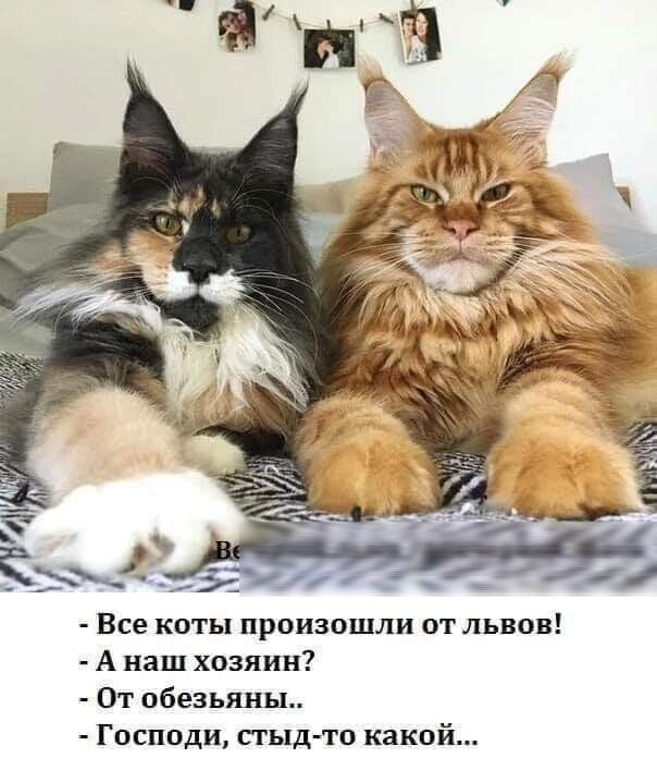 Все коты произошли от львов А наш хозяин От обезьяны Господи сгыддго какой