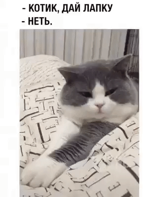 КОТИК ДАЙ ПАПКУ НЕТЬ