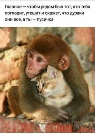 Главное чтобы рядом был тот кто тебя погладил утешит и скажет что дураки они все а ты пусичка