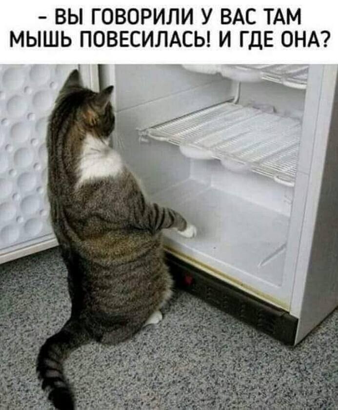 ВЫ ГОВОРИЛИ У ВАС ТАМ МЫШЬ ПОВЕСИЛАСЬ И ГДЕ ОНА