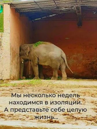 находимся в изоляции А представьте себе цегщю