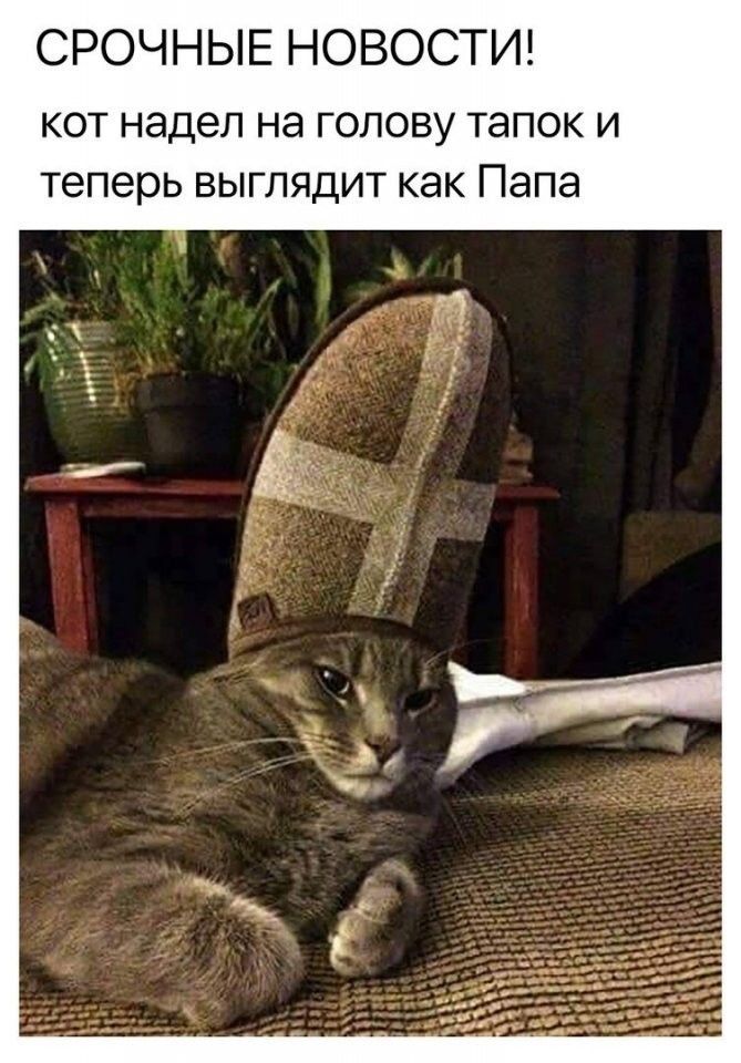 СРОЧНЫЕ НОВОСТИ КОТ надел на ГОЛОВУ тапок И теперь ВЫГЛЯДИТ КЭК Папа