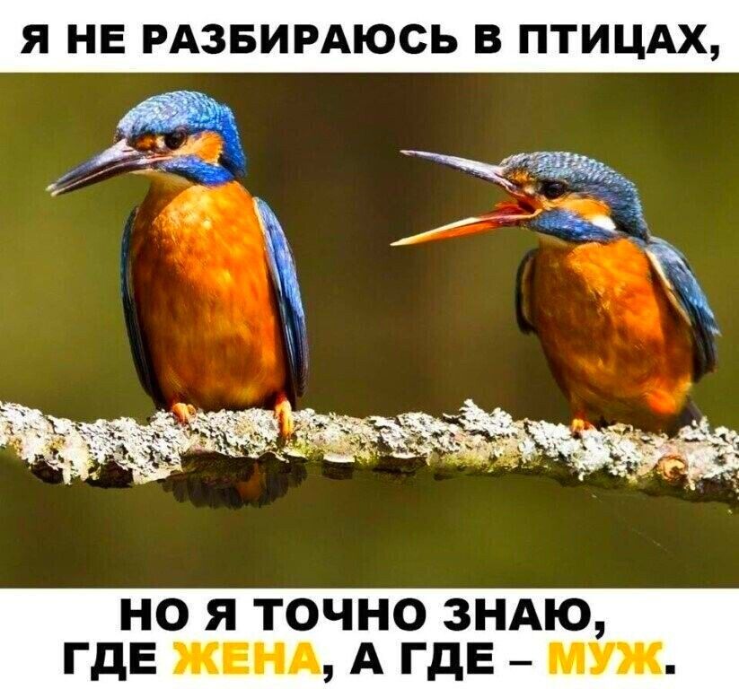 Я НЕ РАЗБИРАЮСЬ В ПТИЦАХ НО Я ТОЧНО ЗНАЮ ГДЕ ЖЕНА А ГДЕ