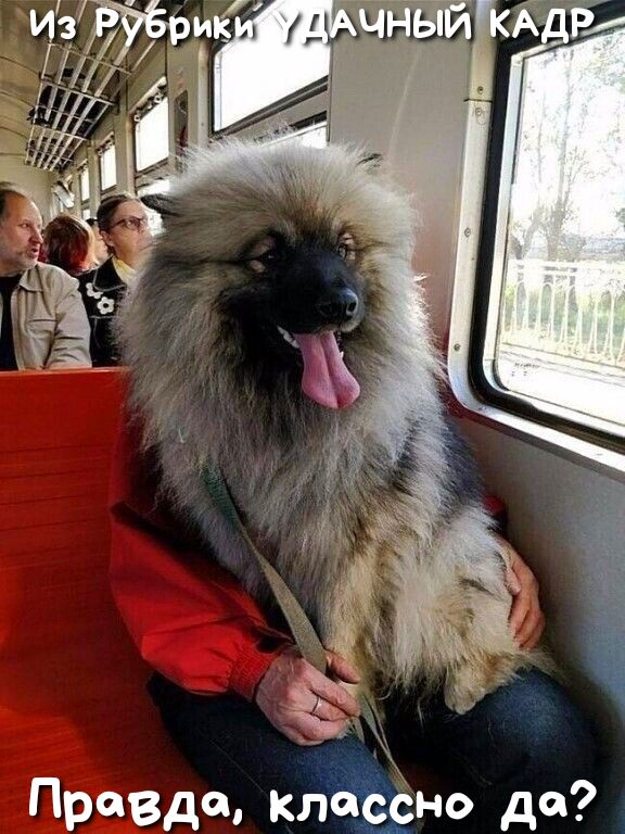 Правда Клёёно де