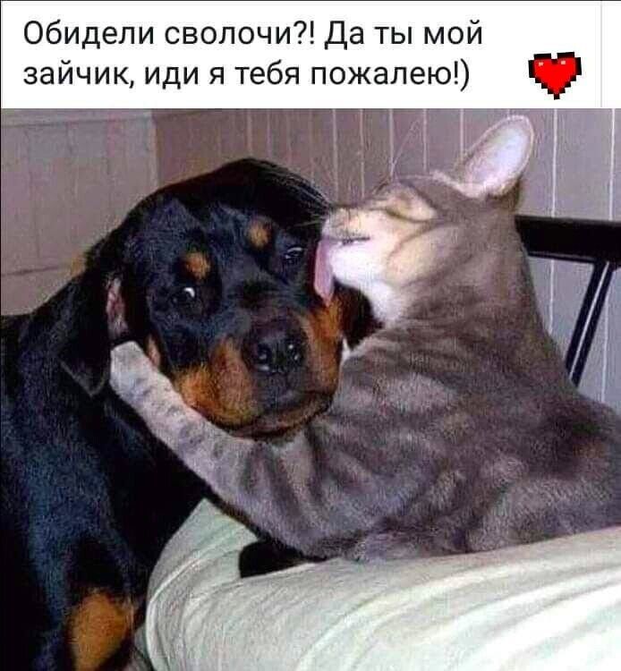 Обидели сволочи Да ты мой зайчик иди я тебя пожалею