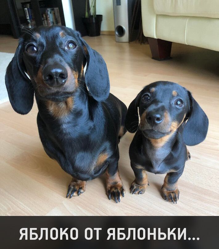 ЯБЛОКО ОТ ЯБЛОНЬНИ