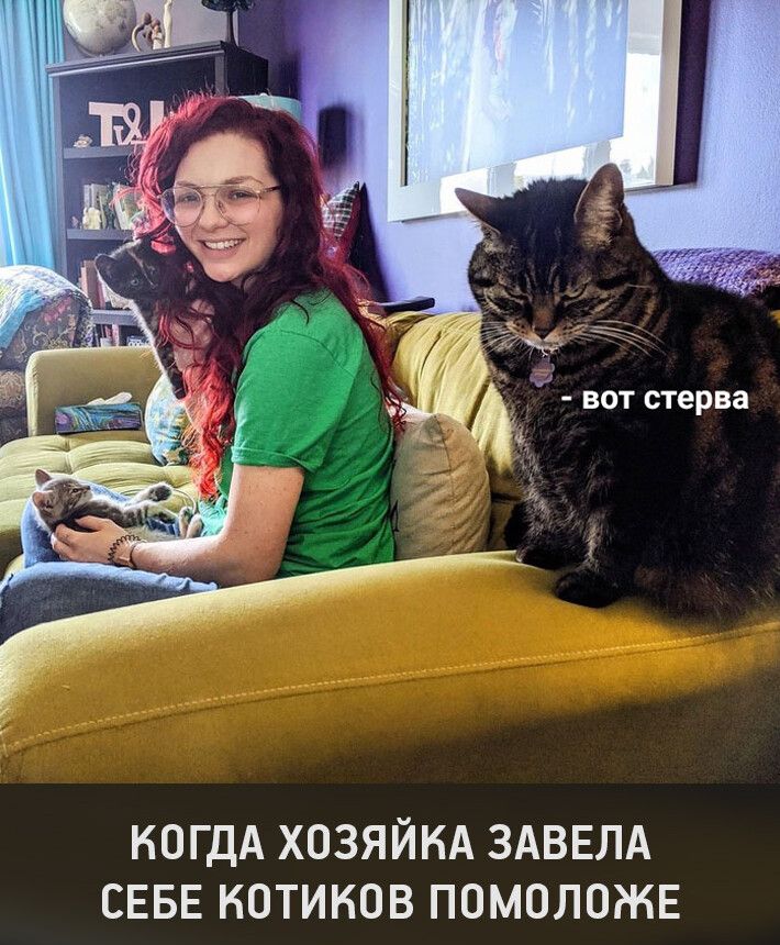 КОГДА ХОЗЯЙКА ЗАВЕЛА СЕБЕ КОТИКОВ ПОМОЛОЖЕ