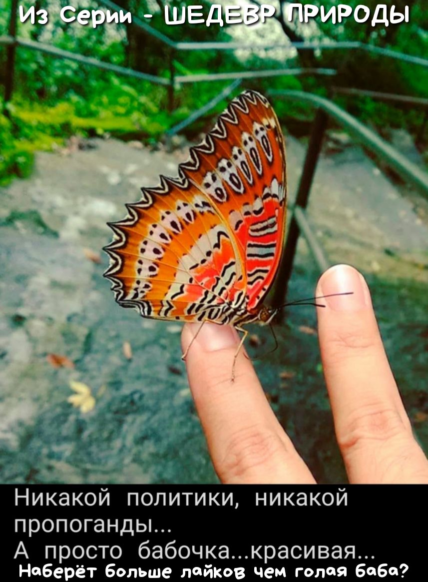 ч Никакои политики никакой пропоганды А просто бабочкакрасивая наберёт больше лейкоз чем голая 6060
