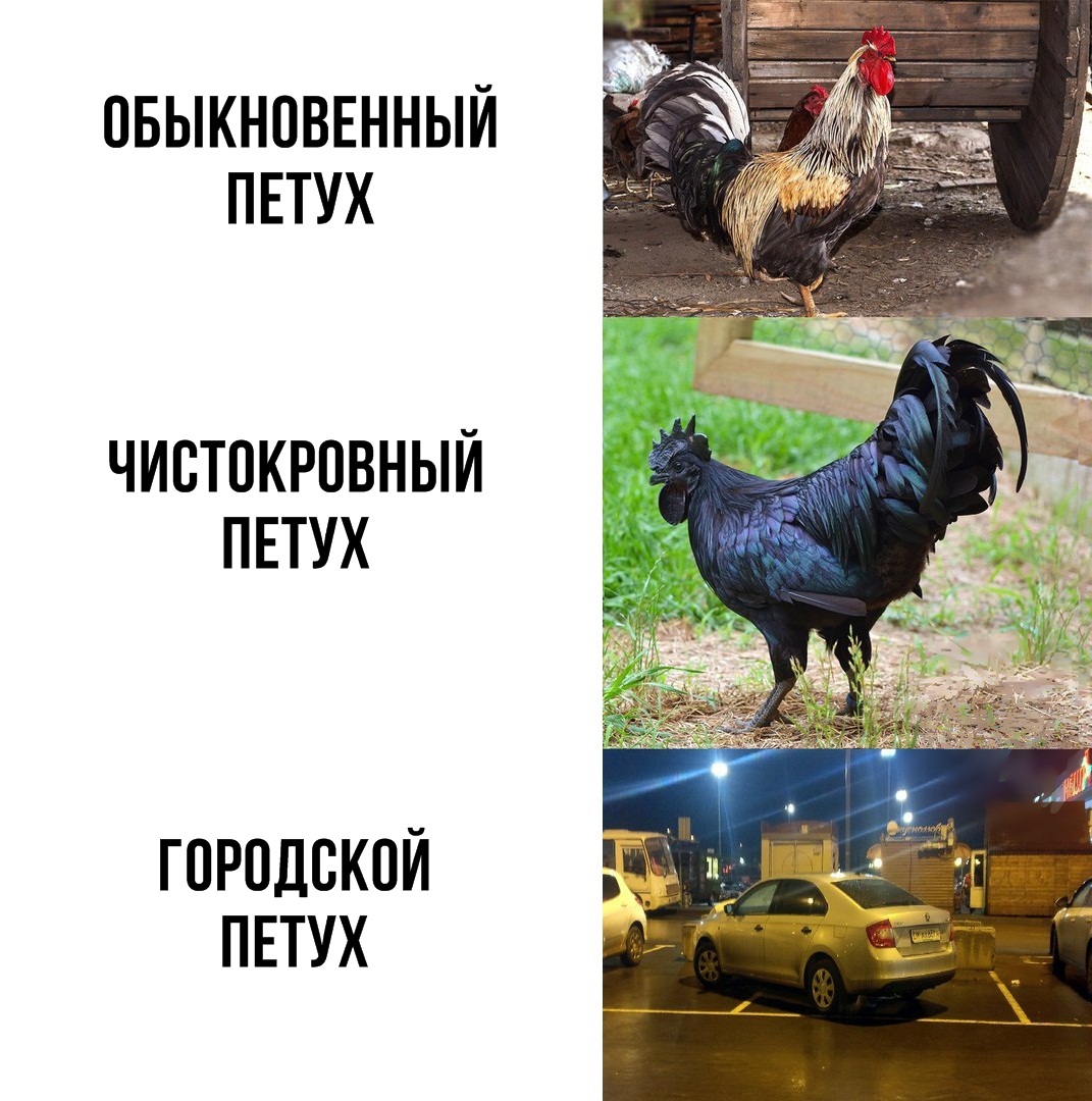 ОБЫКНПВЕННЫЙ ПЕТУХ ЧИВТПКРПВНЫЙ ПЕТУХ ГОРПДВКПЙ ПЕТУХ