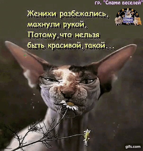 гр Свами веселей Женихи 63 алмаз мехнжли рукои_ Потому ите мельза 9сот