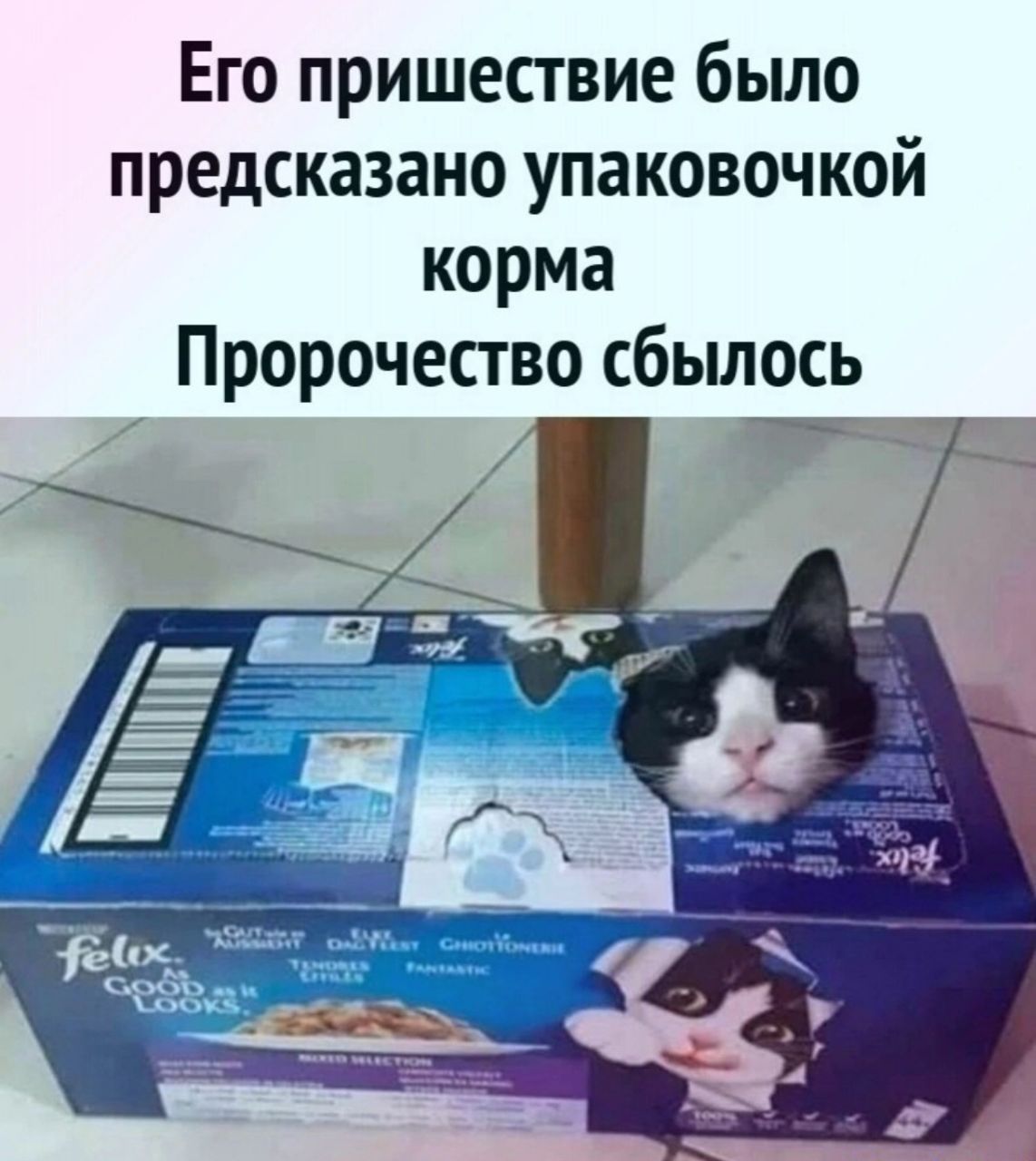 Его пришествие было предсказано упаковочкой корма Пророчество сбылось тчк