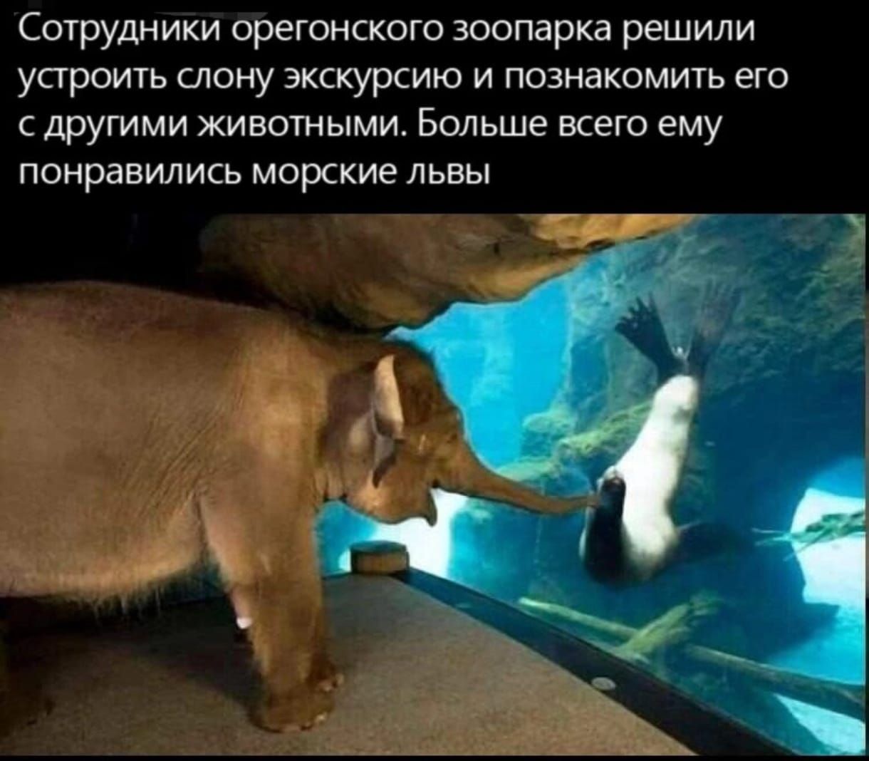 Сотрудники оретонского зоопарка решили устроить слону экскурсию и познакомить его с другими животными Больше всего ему понравились морские львы