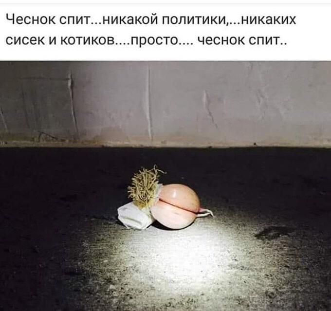 ЧЕСНОК СПИТНИКЭКОЙ ПОЛИТИКИНИКЭКИХ СИСЭК И котиковпросто ЧЭСНОК СПИТ