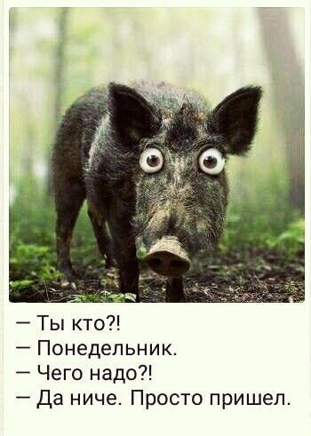 Ты кто Понедельник Чего надо Да ниче Просто пришел