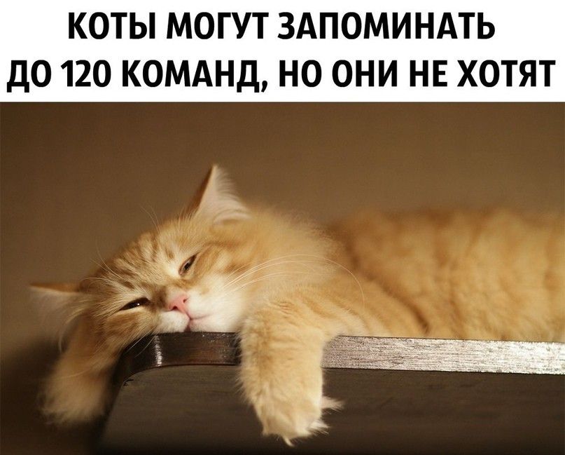 КОТЫ МОГУТ ЗАПОМИНАТЬ ДО 120 КОМАНД НО ОНИ НЕ ХОТЯТ