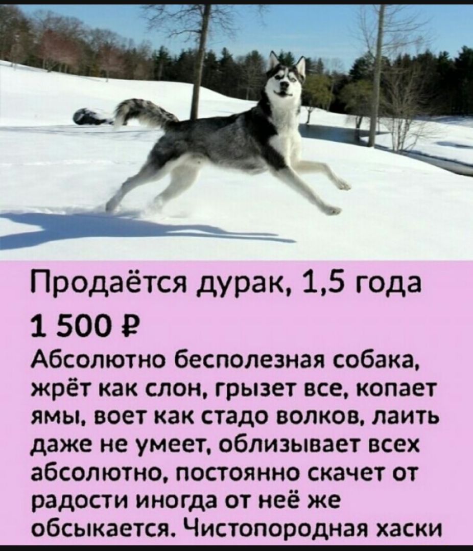 Продаётся дурак 15 года 1 500 Р Абсолютно бесполезная собака жрёт как слон грызет все копает ямы воет как стадо волков паить даже не умеет облизывает всех абсолютно постоянно скачет от радости иногда от неё же обсыкается Чистопородная хаски