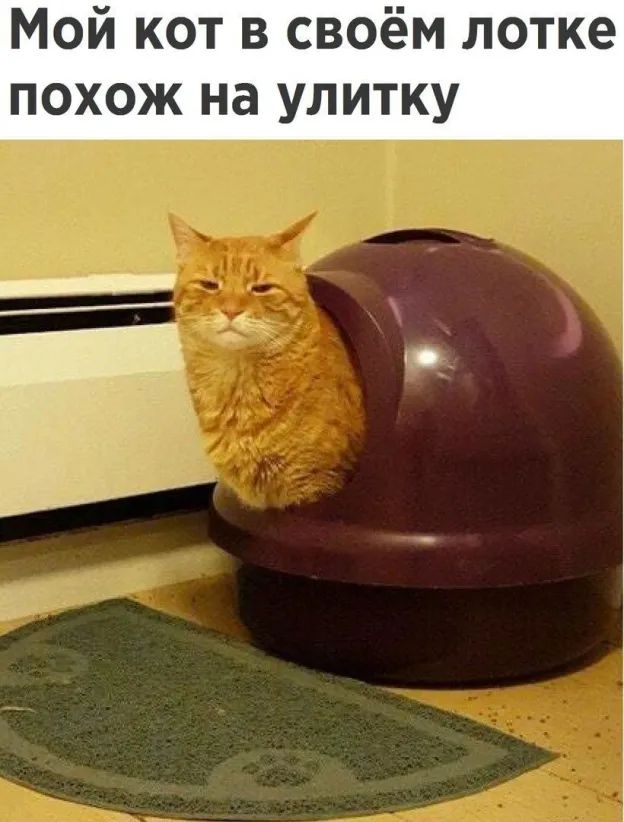 Мой кот в своём лотке похож на улитку