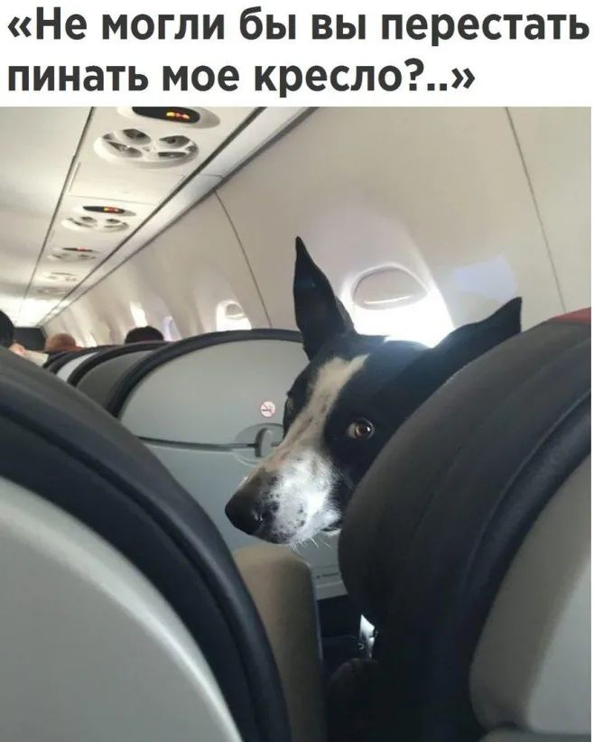 Не могли бы вы перестать пинать мое кресло