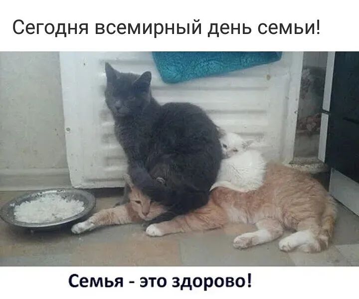 Сегодня всемирный день семьи Семья это здорово