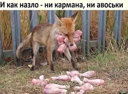 И как НЭЗЛО НИ кармана НИ ЗВОСЬКИ