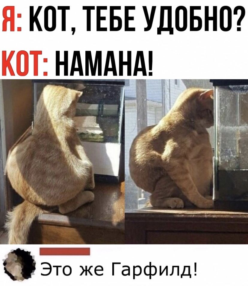 Я КОТ ТЕБЕ УДОБНО _ ФЭТО же Гарфилд