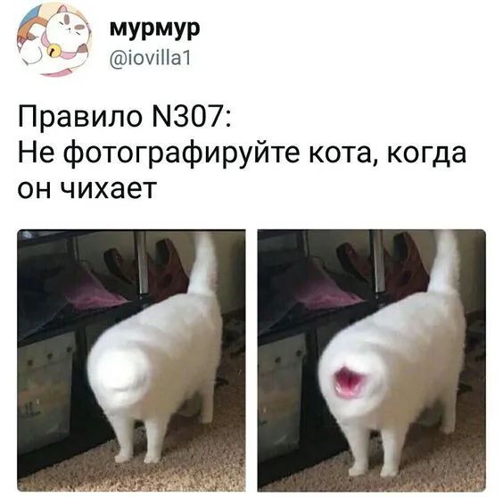 мурмур и іочіНа1 Правило 307 Не фотографируйте кота когда он чихает