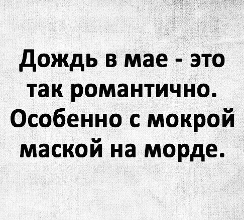 дождь в мае это так романтично Особенно с мокрой маской на морде
