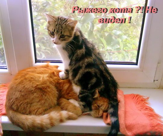 Рынки комп ШШШ