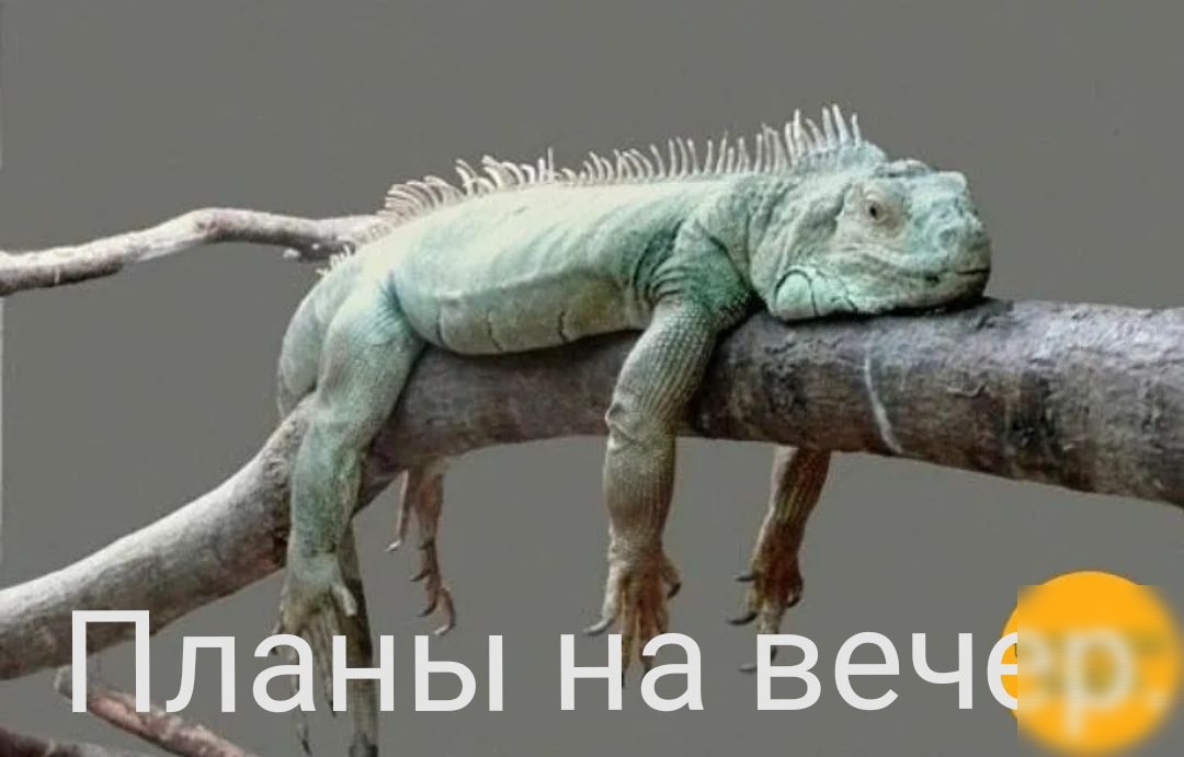 Пданы на веч
