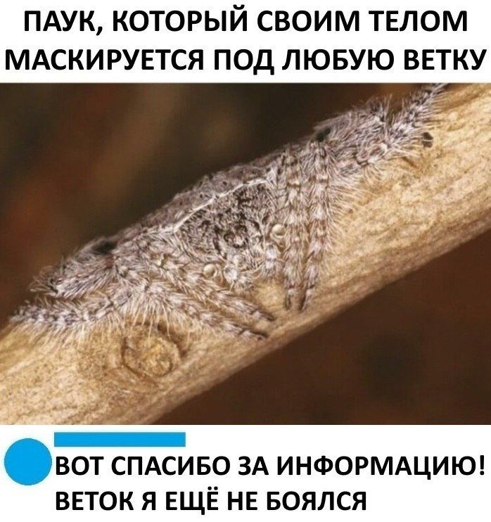 ПАУК КОТОРЫЙ СВОИМ ТЕЛОМ МАСКИРУЕТСЯ ПОД ЛЮБУЮ ВЕТКУ ВОТ СПАСИБО ЗА ИНФОРМАЦИЮ ВЕТОК Я ЕЩЁ НЕ БОЯЛСЯ